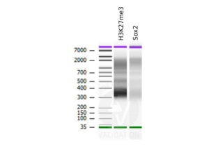 Cleavage Under Targets and Release Using Nuclease validation image for anti-SRY (Sex Determining Region Y)-Box 2 (SOX2) antibody (ABIN2855074) (SOX2 anticorps)