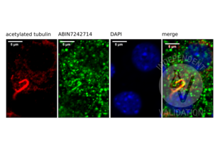 Immunofluorescence validation image for anti-Somatostatin Receptor 3 (SSTR3) antibody (ABIN7242714) (SSTR3 anticorps)