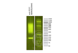 Cleavage Under Targets and Release Using Nuclease validation image for anti-Transcription Factor 7 (T-Cell Specific, HMG-Box) (TCF7) (N-Term) antibody (ABIN5620945)