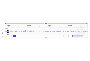 Cleavage Under Targets and Release Using Nuclease validation image for anti-Transcription Factor 7-Like 1 (T-Cell Specific, HMG-Box) (TCF7L1) (N-Term) antibody (ABIN6972849) (TCF7L1 anticorps  (N-Term))