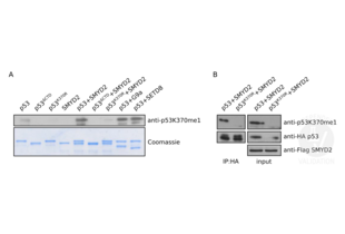 Western Blotting validation image for anti-Tumor Protein P53 (TP53) (meLys370) antibody (ABIN4902067) (p53 anticorps  (meLys370))