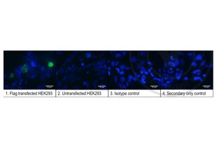 Immunofluorescence validation image for anti-DYKDDDDK Tag antibody (ABIN1112984) (DYKDDDDK Tag anticorps)