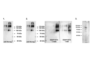 Western Blotting validation image for anti-Outer Dense Fiber of Sperm Tails 2 (ODF2) antibody (ABIN2430582) (ODF2 anticorps)