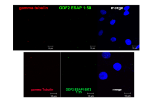 Immunocytochemistry validation image for anti-Outer Dense Fiber of Sperm Tails 2 (ODF2) antibody (ABIN2430582) (ODF2 anticorps)