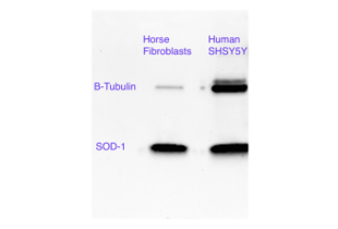 Western Blotting validation image for anti-Superoxide Dismutase 1, Soluble (SOD1) (AA 2-154) antibody (ABIN3058918) (SOD1 anticorps  (AA 2-154))