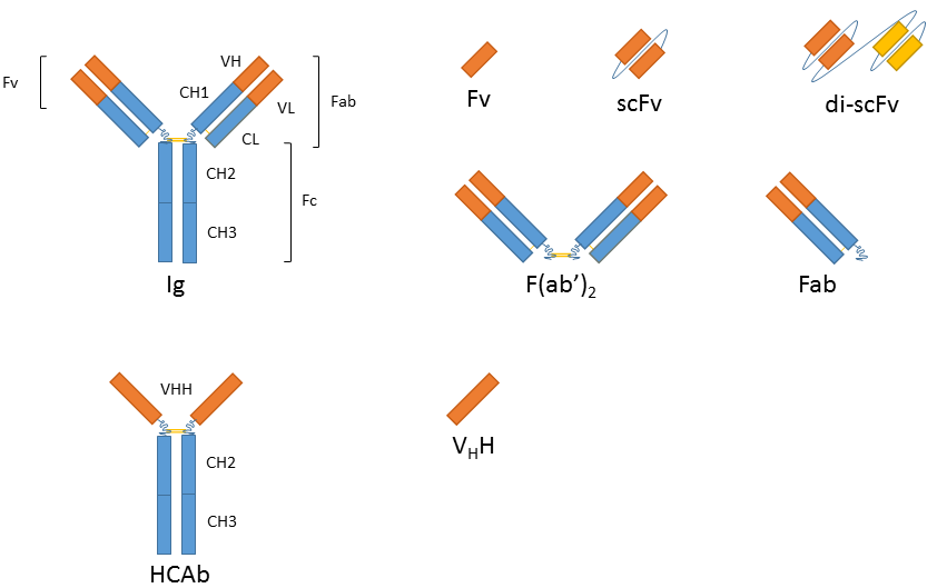 Les immunoglobulines (Ig) sont des hétérotétramères complexes composés de deux chaînes légères et de deux chaînes lourdes, chacune étant structurellement organisée en régions variables (VH, VL) et en régions constantes (CH1, CH2, CH3, CL), maintenues ensemble par des ponts disulfure (lignes jaunes). Les HCAb de camélidés sont des homodimères dont les deux régions déterminant la complémentarité se trouvent chacune sur une seule chaîne d’acides aminés. Différents fragments des deux classes d’anticorps sont disponibles et présentent des propriétés différentes de celles de leurs molécules parentes (voir texte). 