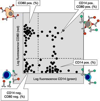 Schéma des cellules colorées dans une analyse FACS