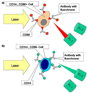 Schéma des cellules colorées dans une analyse FACS