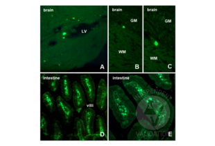Staining of mouse brain and intestine sections using ABIN2477713. A-C: A bright staining in the cell nuclei of individual cells scattered across the brain is present, especially in the hippocampus, ventricular wall (A) and sub-cortical areas at the border between the gray and white matters (B-C). Some positive cells are clearly M-phase cells (C). Abbreviations: GM = gray matter; LV = lateral ventricle; WM = white matter. D-E: positive control staining in the intestine (duodenum). BrdU+ proliferating cells are clearly detected in the germinal layer of the intestinal epithelium, at the basis of the duodenal villi. 