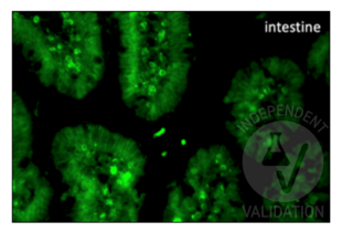 Staining in the mouse intestine (duodenum) with mouse anti-BrdU antibody ABIN2477713. 