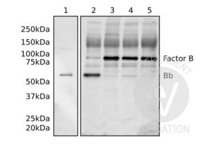 Western Blotting validation image for anti-Complement Factor Bb antibody (ABIN2473066) (Complement Factor Bb anticorps)