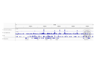 Cleavage Under Targets and Release Using Nuclease validation image for anti-CCCTC-Binding Factor (Zinc Finger Protein) (CTCF) antibody (Sortase,His tag,AVI tag) (ABIN6731034) (Recombinant CTCF anticorps  (Sortase,His tag,AVI tag))