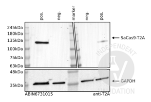 Western Blotting validation image for anti-CRISPR-Cas9 (AA 1-462) antibody (ABIN6731015) (Recombinant CRISPR-Cas9 (AA 1-462) anticorps)