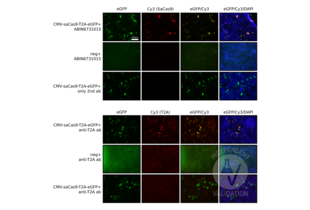 Immunofluorescence validation image for anti-CRISPR-Cas9 (AA 1-462) antibody (ABIN6731015) (Recombinant CRISPR-Cas9 (AA 1-462) anticorps)
