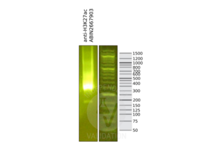 Library profiles comparing fragment size distributions on an E-Gel EX 2% agarose gel (Thermo Fisher). Fragments obtained from CUT&RUN using anti-H3K27ac antibody ABIN2667903 after library preparation, compared to the E-Gel Sizing DNA Ladder (Thermo Fisher).