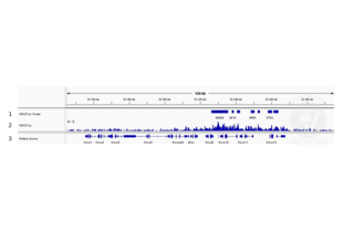 1. Peaks called by SEACR from CUT&RUN data using anti- H3K27ac antibody ABIN2667903. 2. Alignment tracks from CUT&RUN targeting H3K27ac in mouse fore limb (11.5) cells using anti-H3K27ac antibody ABIN2667903 showing the Hoxa locus 3. RefSeq Genes.