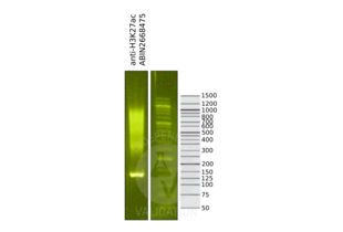 Cleavage Under Targets and Release Using Nuclease validation image for anti-Histone H3 (H3) (H3K27ac) antibody (ABIN2668475)