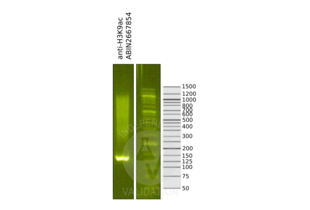 Cleavage Under Targets and Release Using Nuclease validation image for anti-Histone H3 (H3) (H3K9ac) antibody (ABIN2667854)