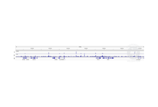 Cleavage Under Targets and Release Using Nuclease validation image for anti-RAD21 Homolog (RAD21) (N-Term) antibody (ABIN6731038)