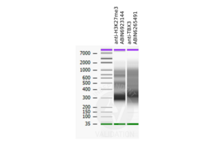 Bioanalyzer profiles comparing fragment size distributions between reads obtained from CUT&RUN using an anti-H3K27me3 CUT&RUN Positive Control antibody (ABIN6923144) and anti-TBX3 (ABIN6265491) after library preparation.