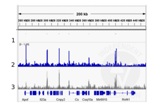 Cleavage Under Targets and Release Using Nuclease validation image for anti-TBX2/3 (Internal Region) antibody (ABIN6265491) (TBX2/3 (Internal Region) anticorps)