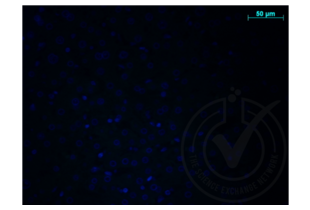 Immunofluorescence validation image for anti-Amyloid beta (A4) Precursor Protein (APP) (AA 666-670) antibody (ABIN197433) (APP anticorps  (AA 666-670))