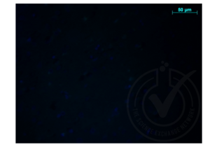 Immunofluorescence validation image for anti-Amyloid beta (A4) Precursor Protein (APP) (AA 666-670) antibody (ABIN197433) (APP anticorps  (AA 666-670))