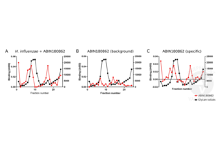 Binding of H. influenzae to human lung mucins. A. Bound H. influenzae is detected by ABIN180862. The antibody curve (red line) coincides with the mucin containing fractions (black line). B. Background signal of ABIN180862 antibody (i.e. antibody binding to mucin in the absence of H. influenzae). C. Binding of H. influenzae to human lung mucins after subtracting unspecific background signal.