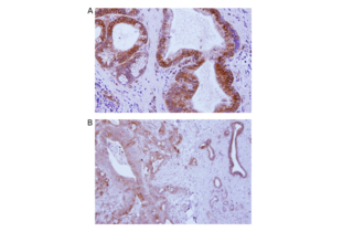 Immunohistochemistry validation image for anti-Transmembrane Protein 173 (TMEM173) (AA 284-316), (C-Term) antibody (ABIN3043423)