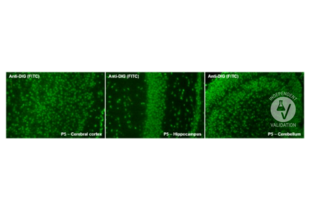 Immunohistochemistry validation image for anti-Digoxigenin (DIG) antibody (FITC) (ABIN1514934) (Digoxigenin anticorps  (FITC))