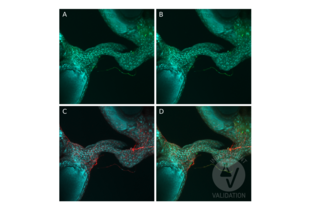 Immunofluorescence validation image for anti-Tyrosine Decarboxylase 2 (TDC2) (C-Term) antibody (ABIN4889606) (TDC2 anticorps  (C-Term))