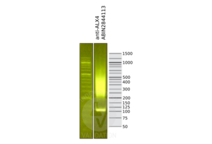 Cleavage Under Targets and Release Using Nuclease validation image for anti-ALX Homeobox 4 (ALX4) (AA 249-275) antibody (ABIN2844113)