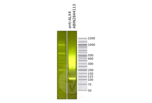 ALX4 antibody  (AA 249-275)