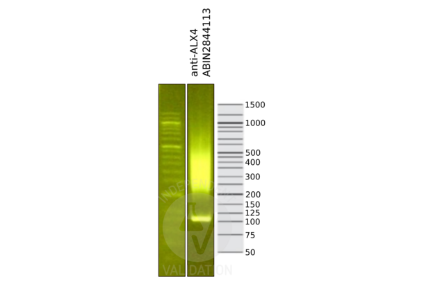 ALX4 antibody  (AA 249-275)