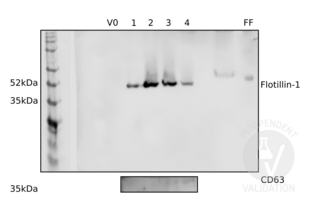 Western Blotting validation image for anti-Flotillin 1 (FLOT1) (C-Term) antibody (ABIN5552770)