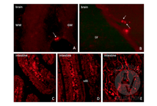 Immunohistochemistry validation image for anti-Iododeoxyuridine (IdU) antibody (ABIN2669973) (IdU anticorps)