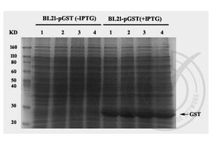 Western Blotting validation image for anti-GST-Tag antibody (ABIN3045984) (GST-Tag anticorps)