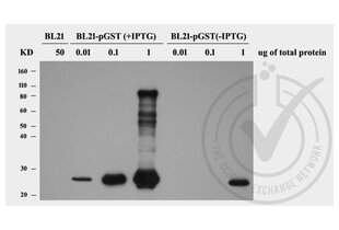 Western Blotting validation image for anti-GST-Tag antibody (ABIN3045984) (GST-Tag anticorps)