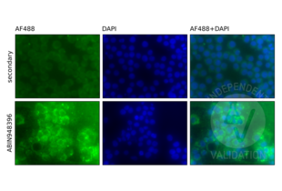 U937 monocytic cells stained with with anti-RelB antibody ABIN948396 and an AF488-labeled secondary antibody (bottom row, green). Counterstain with DAPI (blue). Negative control without primary antibody (top row) shows no AF488 signal. 