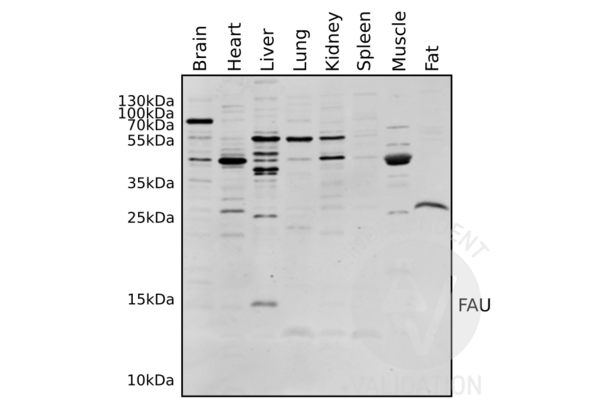 FAU Antikörper  (N-Term)