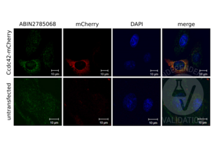 Immunocytochemistry validation image for anti-Coiled-Coil Domain Containing 42 (CCDC42) (Middle Region) antibody (ABIN2785068)