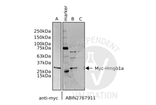 Western Blotting validation image for anti-High Mobility Group Box 1 (HMGB1) (N-Term) antibody (ABIN2787911) (HMGB1 anticorps  (N-Term))