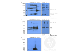 Western Blotting validation image for anti-ORM1-Like 3 (ORMDL3) (N-Term) antibody (ABIN2774396) (ORMDL3 anticorps  (N-Term))