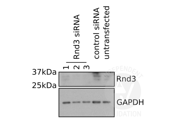 RND3 Antibodies