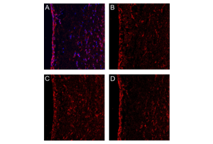 Immunofluorescence validation image for anti-Atp1b2/Na+K+Atpase (AA 201-290) antibody (ABIN738426)