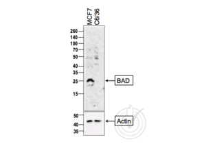 Figure 1: Western Blot for BAD. Arrowhead indicates the expected molecular weight of ~18 kDa.