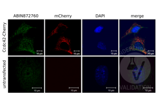 Immunocytochemistry validation image for anti-Coiled-Coil Domain Containing 42 (CCDC42) (AA 221-312) antibody (ABIN872760)