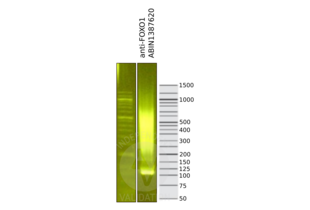 Cleavage Under Targets and Release Using Nuclease validation image for anti-Forkhead Box O1 (FOXO1) (AA 165-270) antibody (ABIN1387620)