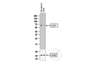 Figure 1: Western Blot for FZD7. Arrowhead indicates the expected molecular weight of ~64 kDa.