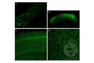 Immunofluorescence validation image for anti-Glial Cell Line Derived Neurotrophic Factor (GDNF) (AA 121-211) antibody (ABIN736536)